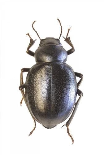 Réf. 251 388 : Pimelia cordata